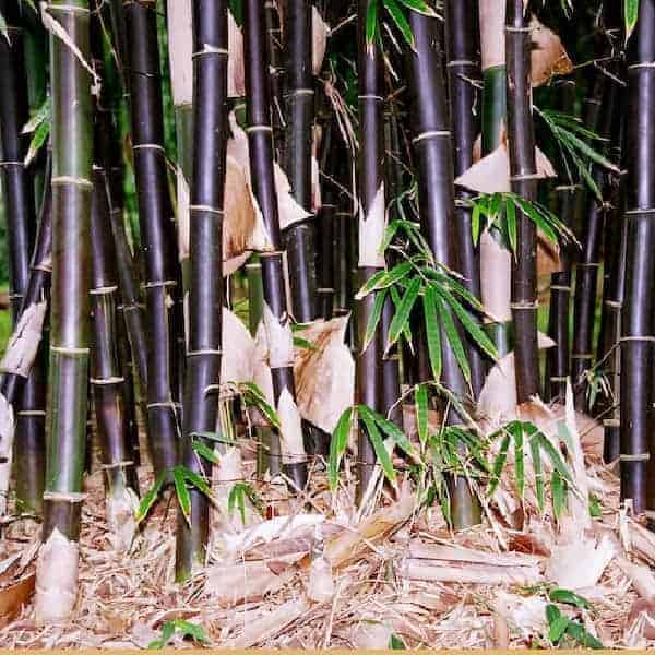 Timor Black Bamboo 200Mm Pots Timor Black 600