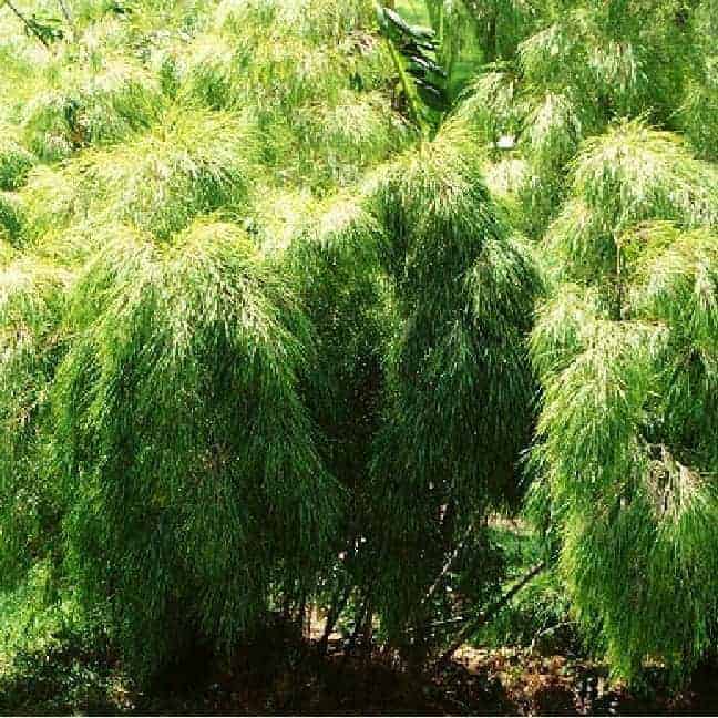 Mexican Weeping Bamboo 200Mm Pot Mexican Weeping 2