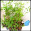 Slender Weavers Sydney Bamboo 200mm pots 5