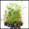 Slender Weavers Sydney Bamboo 200mm pots 7