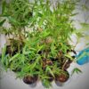 Sydney Bamboo Slender Weavers 200mm pots 1
