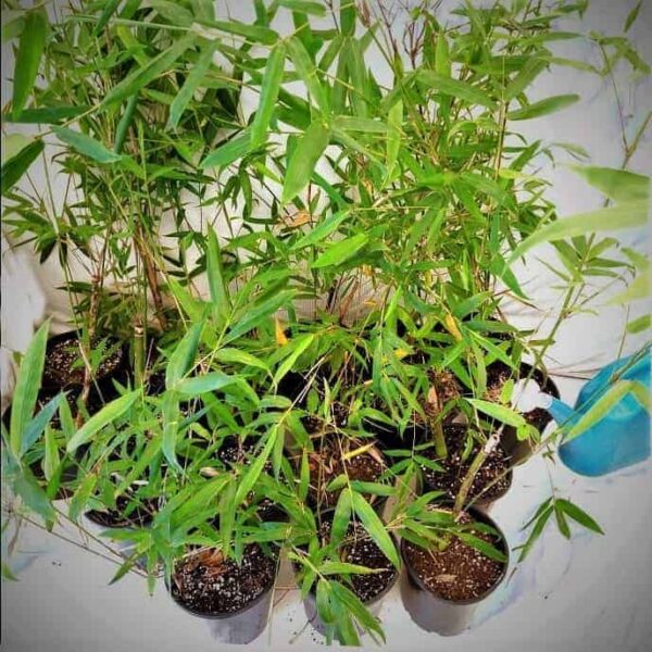 Slender Weavers Bamboo Plants Gracilis 200Mm Pots 1.3-1.8M Sydney Bamboo Slender Weavers 200Mm Pots 1