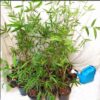 Sydney Bamboo Slender Weavers 200mm pots 5
