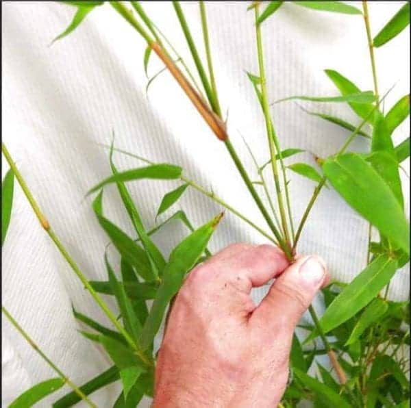 Slender Weavers Bamboo Plants Gracilis 200Mm Pots 1.3-1.8M Sydney Bamboo Slender Weavers 200Mm Pots 6
