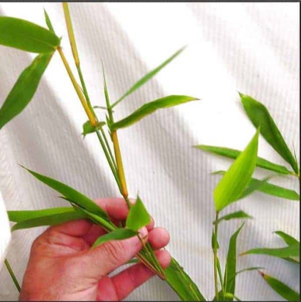 Slender Weavers Bamboo Plants Gracilis 200Mm Pots 1.3-1.8M Sydney Bamboo Slender Weavers 200Mm Pots 7
