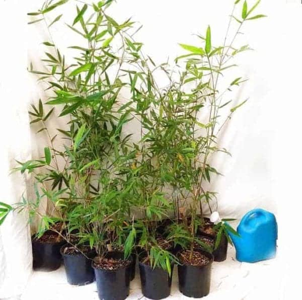 Slender Weavers Bamboo Plants Gracilis 200Mm Pots 1.3-1.8M Sydney Bamboo Slender Weavers 200Mm Pots 8