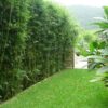 Screening Bamboo Plants