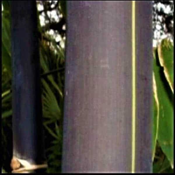 Black Asper Bamboo 200Mm Pots Black Asper Bamboo