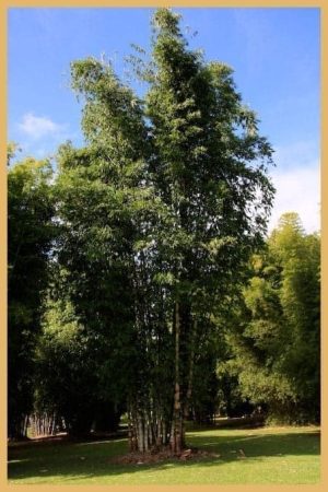 Indonesian Asper Bamboo 200Mm Pots Dendrocalamus Asper