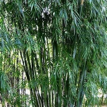 Dark Weavers Large Screening Bamboo Large Screening Bamboo Bmbusa Textilis Fusca