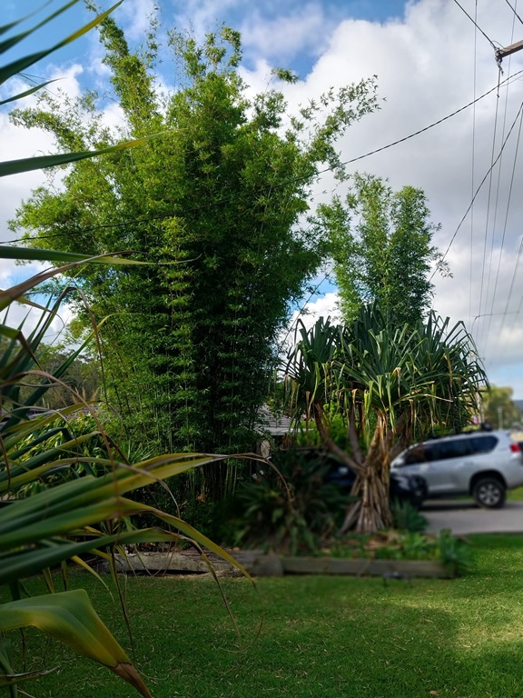 A Bamboo Screen In 9 Easy Steps. Slender Weavers Mature Clump