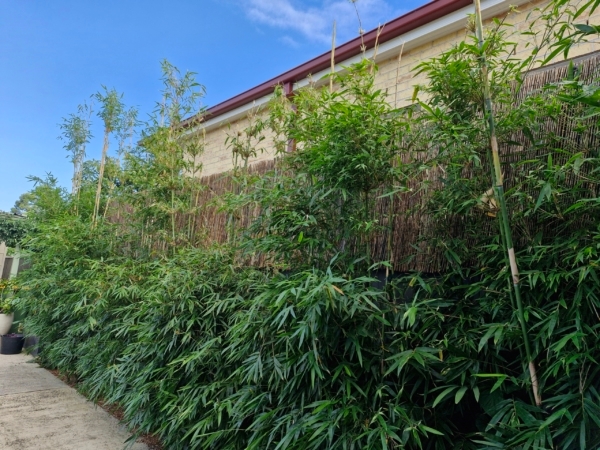 Slender Weavers Bamboo Plants Gracilis 200Mm Pots 1.3-1.8M Slender Weavers After 12 Months
