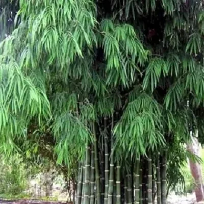Bambusa Nana Bamboo 200Mm Pot Bambusa Nana