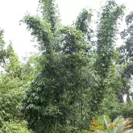 Bambusa Oldhamii Bamboo In 100Mm Maxi Pot Bambusa Oldhami
