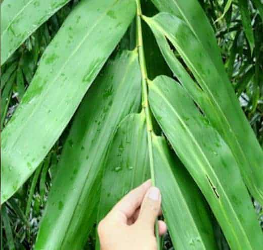 Dendrocalamus Brandissi Var Maroochy D Maroochy 1 Copy