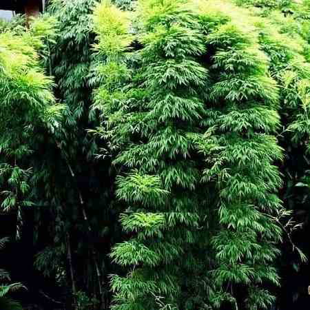 Costa Rican Weeping Bamboo 200Mm Pot Costa Rican Weeping Bamboi