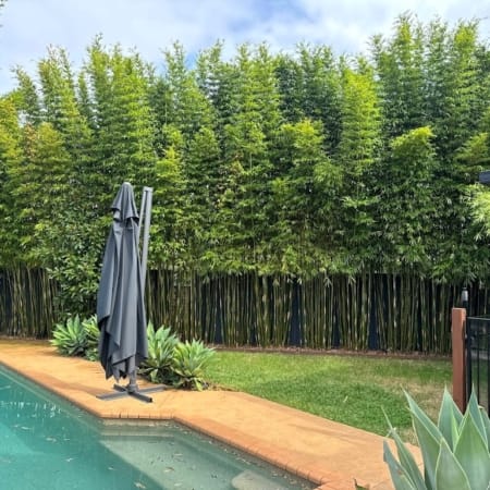 A Bamboo Screen In 9 Easy Steps. Slender Weavers Screen After