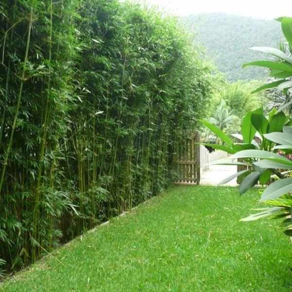 Slender Weavers Bamboo Plants Gracilis 200Mm Pots 1.3-1.8M Slender-Weavers-Beautiful-Garden-Screen-Sydney-Bamboo-Min-3-F1