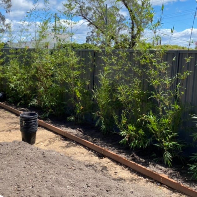 A Bamboo Screen In 9 Easy Steps. Slender Weavers Planting A Screen