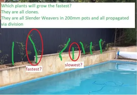 A Bamboo Screen In 9 Easy Steps. 18 Months Growth Bamboo Slender Weavers