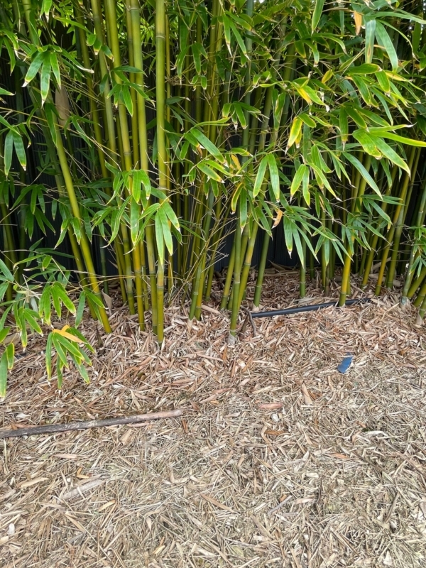 Slender Weavers Bamboo Plants Gracilis 200Mm Pots 1.3-1.8M Slender Wevars Sydney Bambo Customer 4 Years Old (1)