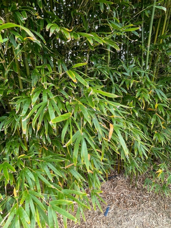 Slender Weavers Bamboo Plants Gracilis 200Mm Pots 1.3-1.8M Slender Weavers Bamboo Plants Gracilis 200Mm Pots 1.3-1.8M - Image 24