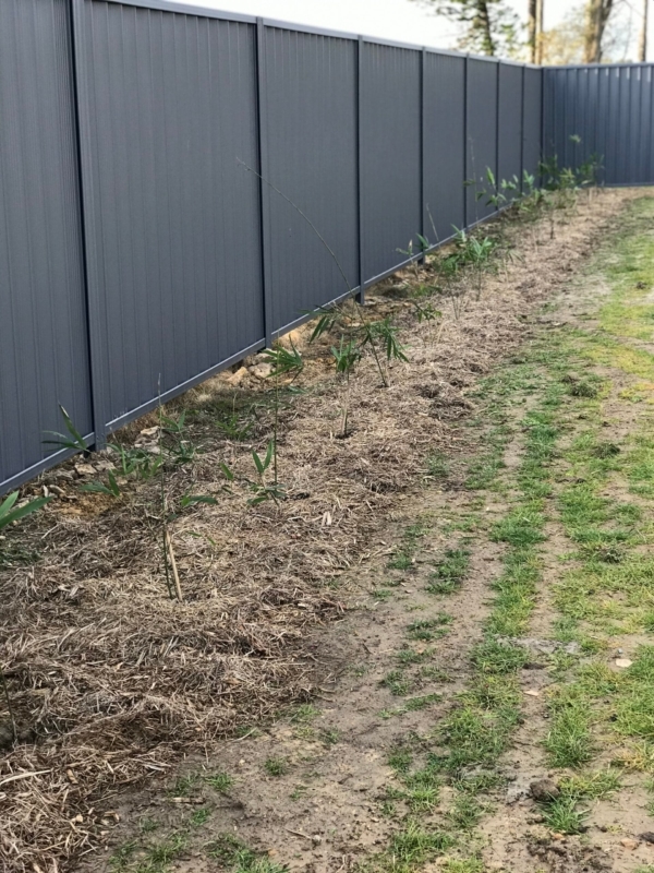 Slender Weavers Bamboo Plants Gracilis 200Mm Pots 1.3-1.8M Slender Weavers Bamboo Plants Gracilis 200Mm Pots 1.3-1.8M - Image 21