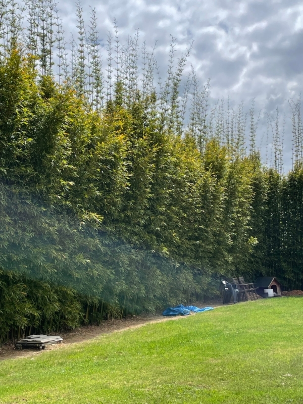 Slender Weavers Bamboo Plants Gracilis 200Mm Pots 1.3-1.8M Slender Weavers Bamboo Plants Gracilis 200Mm Pots 1.3-1.8M - Image 20