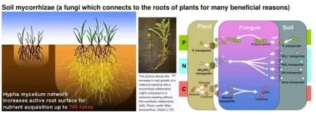 A Bamboo Screen In 9 Easy Steps. Soil Mychorrhizae