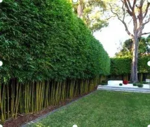 A Bamboo Screen In 9 Easy Steps. Sydney Bamboo-Slender-Weavers- Bamboo Hedge Neat And Tidy