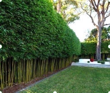 Slender Weavers Bamboo Plants Gracilis 200Mm Pots 1.3-1.8M Sydney Bamboo-Slender-Weavers- Bamboo Hedge Neat And Tidy