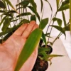 Tiger Grass 100mm Maxi Pots 11 scaled