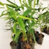 Tiger Grass 100mm Maxi Pots 15 scaled