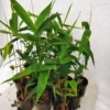 Tiger Grass 100mm Maxi Pots 23 scaled