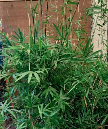 A Bamboo Screen In 9 Easy Steps. Ddf8D110 B44B 43Ba 842A C79156577895