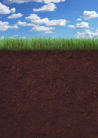 A Bamboo Screen In 9 Easy Steps. Grass, Soil, Ground-5919548.Jpg