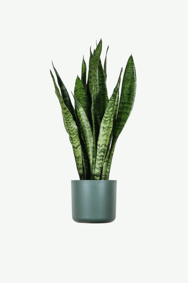 Sansevieria Laurentii Plants Ecommerce Product Featured Img 1