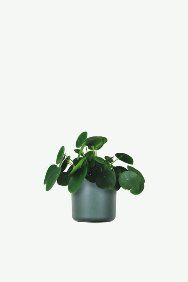 Pilea Peperomioides Plants Ecommerce Product Featured Img 11