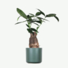 plants ecommerce product featured img 13