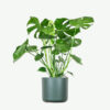 Home Plants Ecommerce Product Featured Img 14