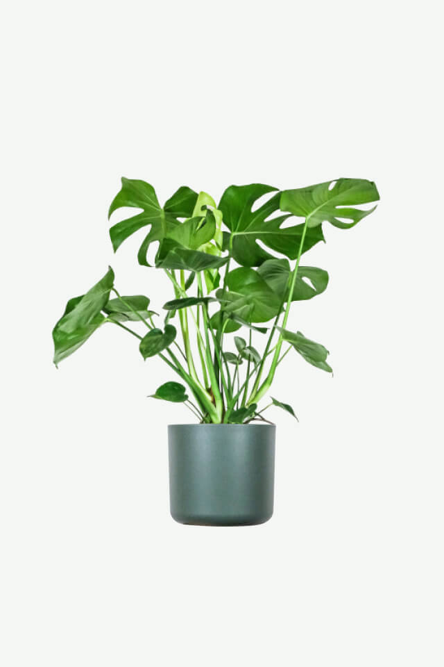 Monstera Deliciosa Plants Ecommerce Product Featured Img 14