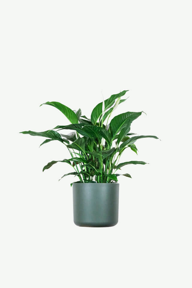 Spathiphyllum Plants Ecommerce Product Featured Img 15