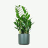 Home Plants Ecommerce Product Featured Img 16