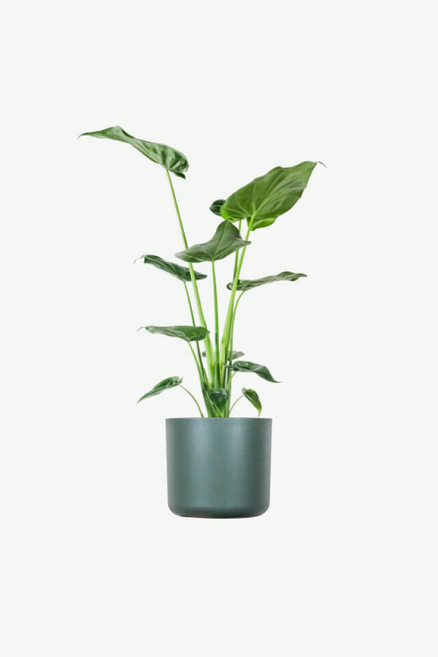 Alocasia Regal Shield Plants Ecommerce Product Featured Img 17