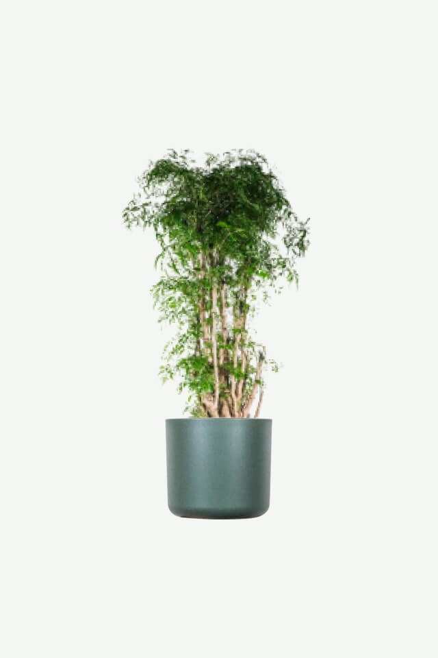 Aralia Ming Plants Ecommerce Product Featured Img 19