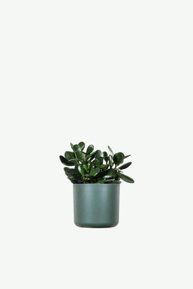 Ficus Decora Burgundy Plants Ecommerce Product Featured Img 2