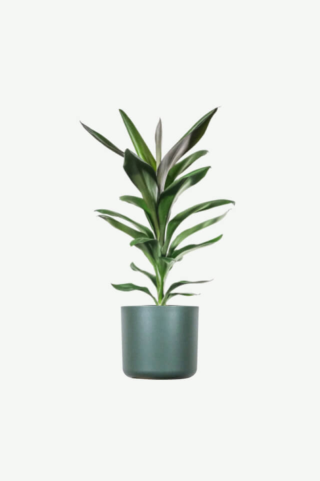 Dracaena Lisa Plants Ecommerce Product Featured Img 20