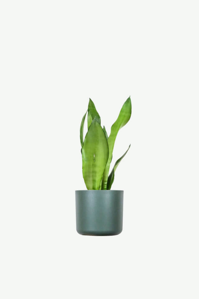 Sansevieria Golden Flame Plants Ecommerce Product Featured Img 3