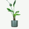 Home Plants Ecommerce Product Featured Img 4