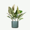 Home Plants Ecommerce Product Featured Img 7
